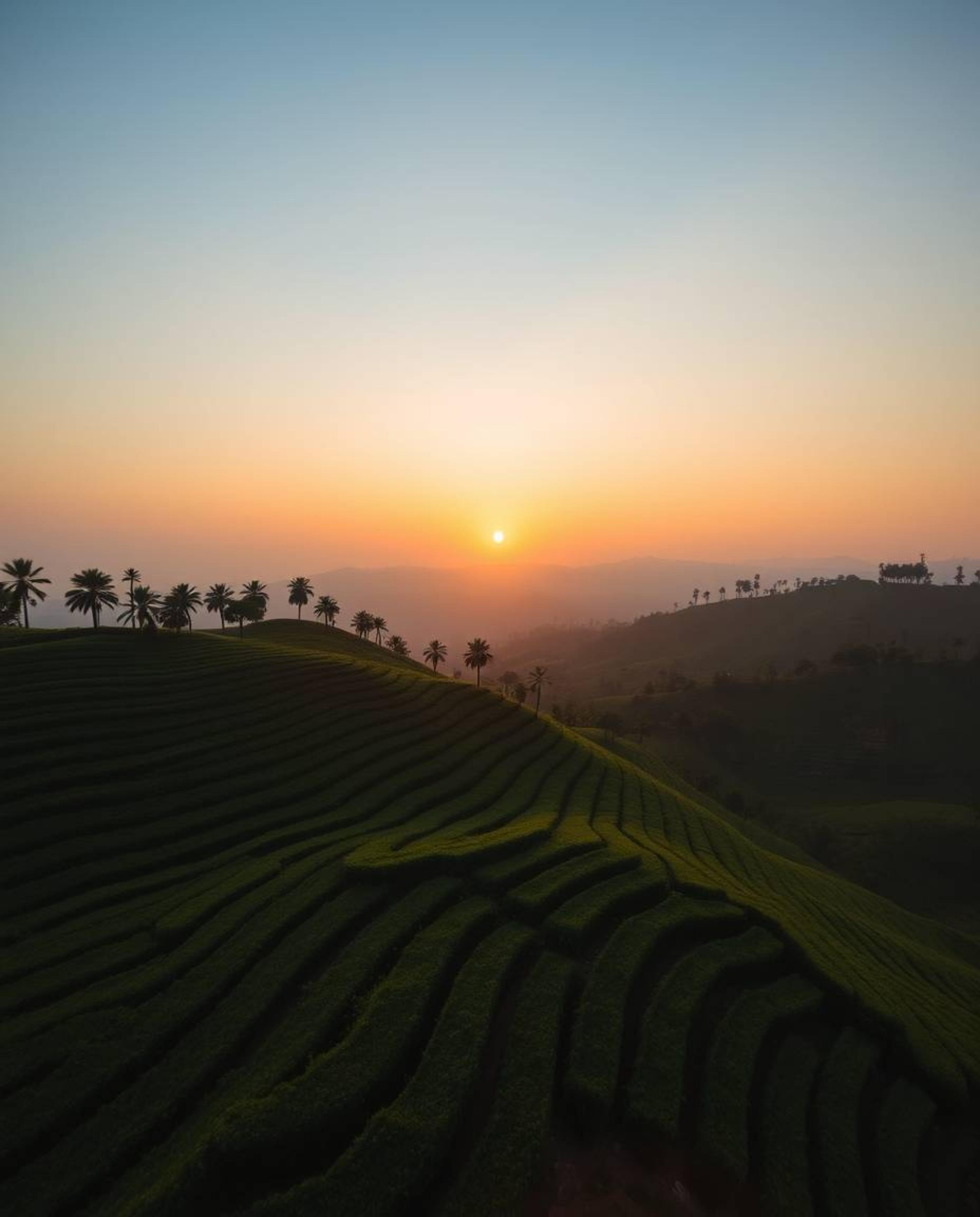 This image provides a stunning overhead bird’s-eye view of a sunset over terraced tea plantations. The top-down perspective o