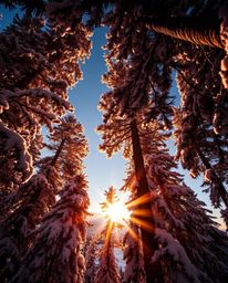 A dramatic low-angle perspective photograph captures the intense beauty of sunset light sparkling on snowy pine trees. Charac