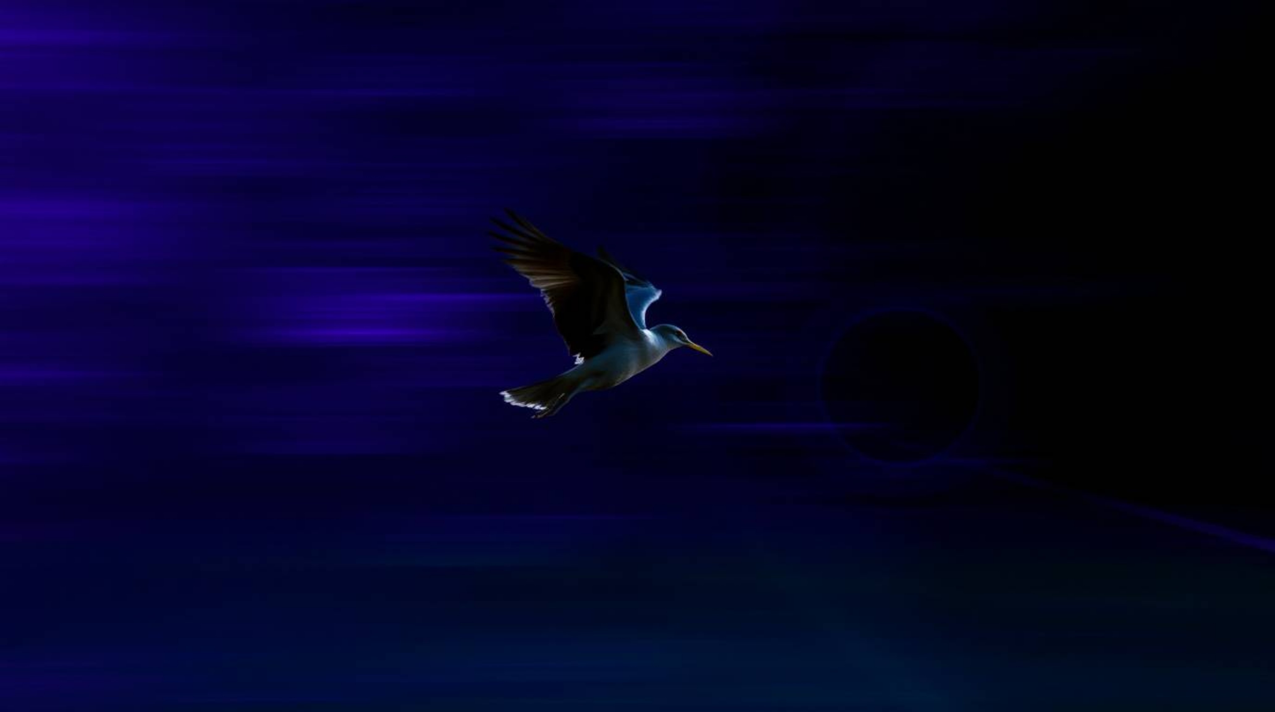 This captivating long exposure photograph showcases a fast-running bird in motion, leaving behind vivid and deep ultraviolet 
