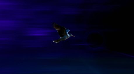 This captivating long exposure photograph showcases a fast-running bird in motion, leaving behind vivid and deep ultraviolet 