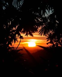 A geometric logo design inspired by an extreme macro close-up of a sunset seen through a dense jungle canopy. This design hig