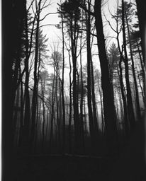 A captivating classic black and white cinematic digital photograph depicting a glitched forest scene.  The surreal contrast, 