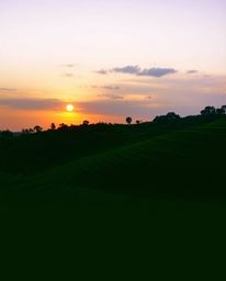 This is a beautiful photograph of a sunset over terraced tea plantations, distinguished by a smooth gradient transition betwe
