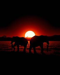This is a unique chiaroscuro-style image depicting elephants walking across a field at sunset. The scene is rendered in an in