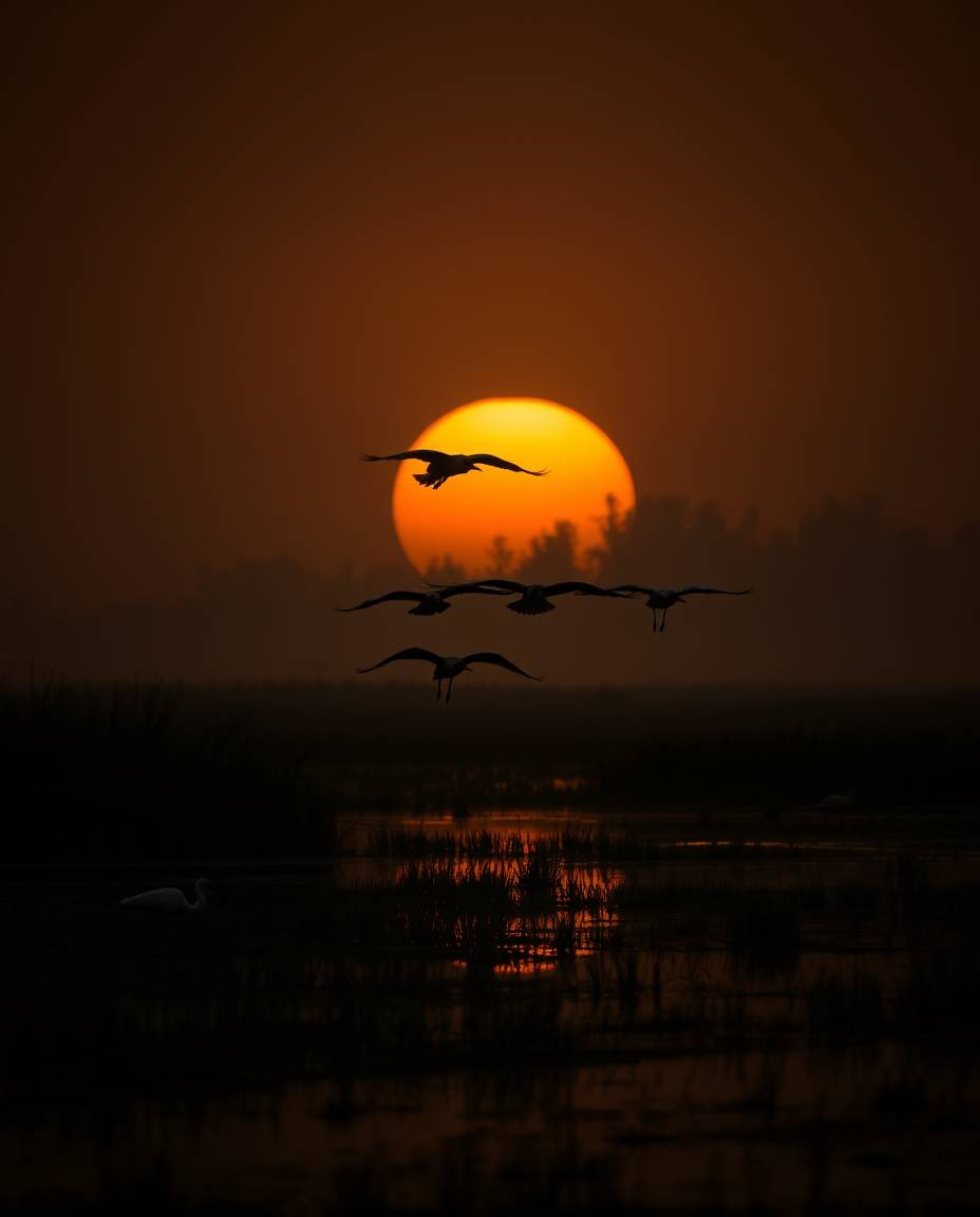 A moody, low-contrast Golden hour wetlands scene presented in a strong, distinctive style, featuring herons in flight. This p