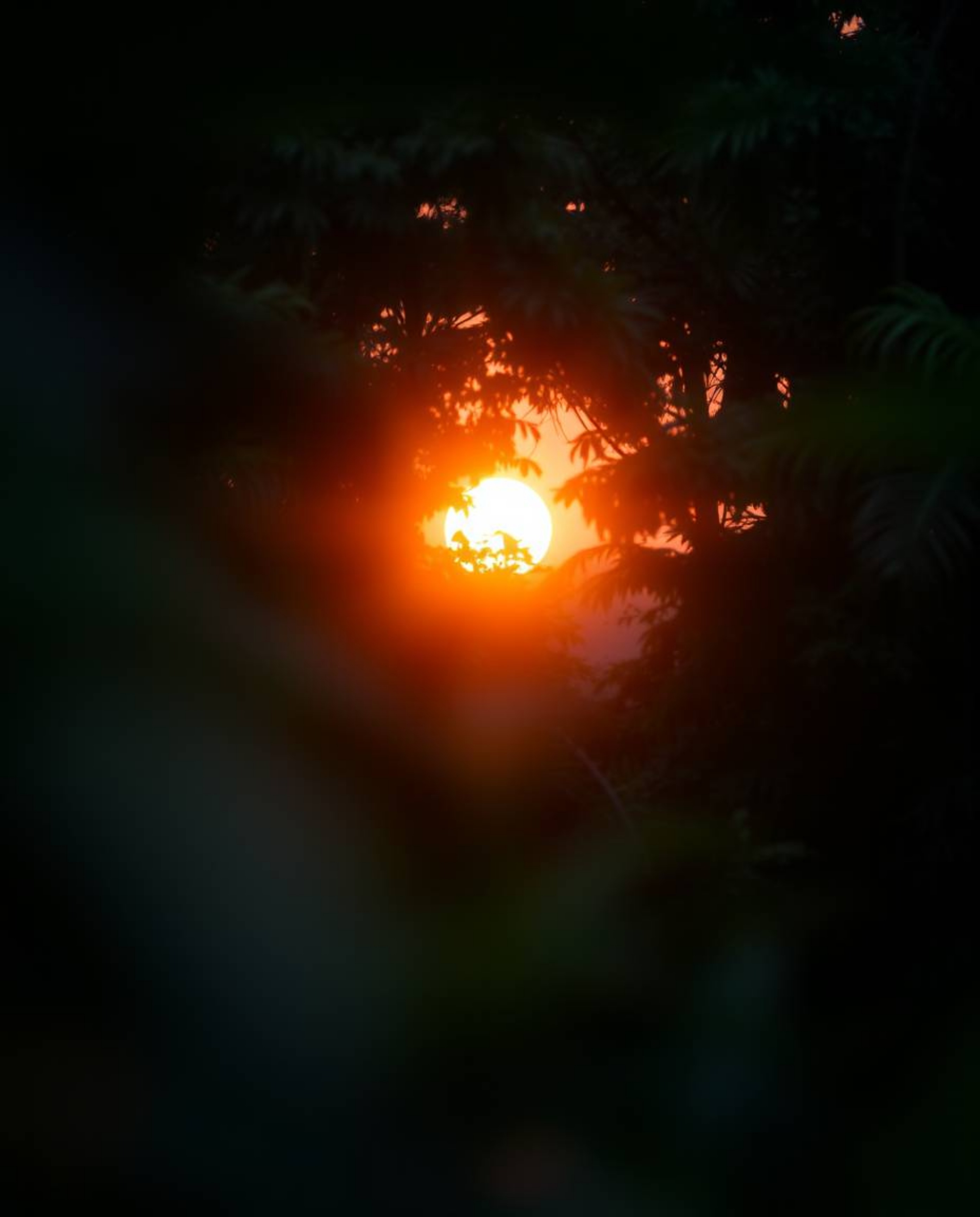 A professional, fine art photograph featuring a beautiful blurred bokeh effect, which draws the eye to a sharply focused suns