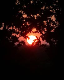 A warm, slightly dark, professional photograph captures an adorable and charming sunset filtering through a dense jungle cano