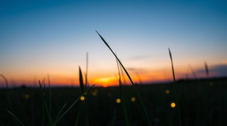 Experience the magic of a quiet meadow at sunset, illuminated by the first fireflies of the evening. This extreme macro close