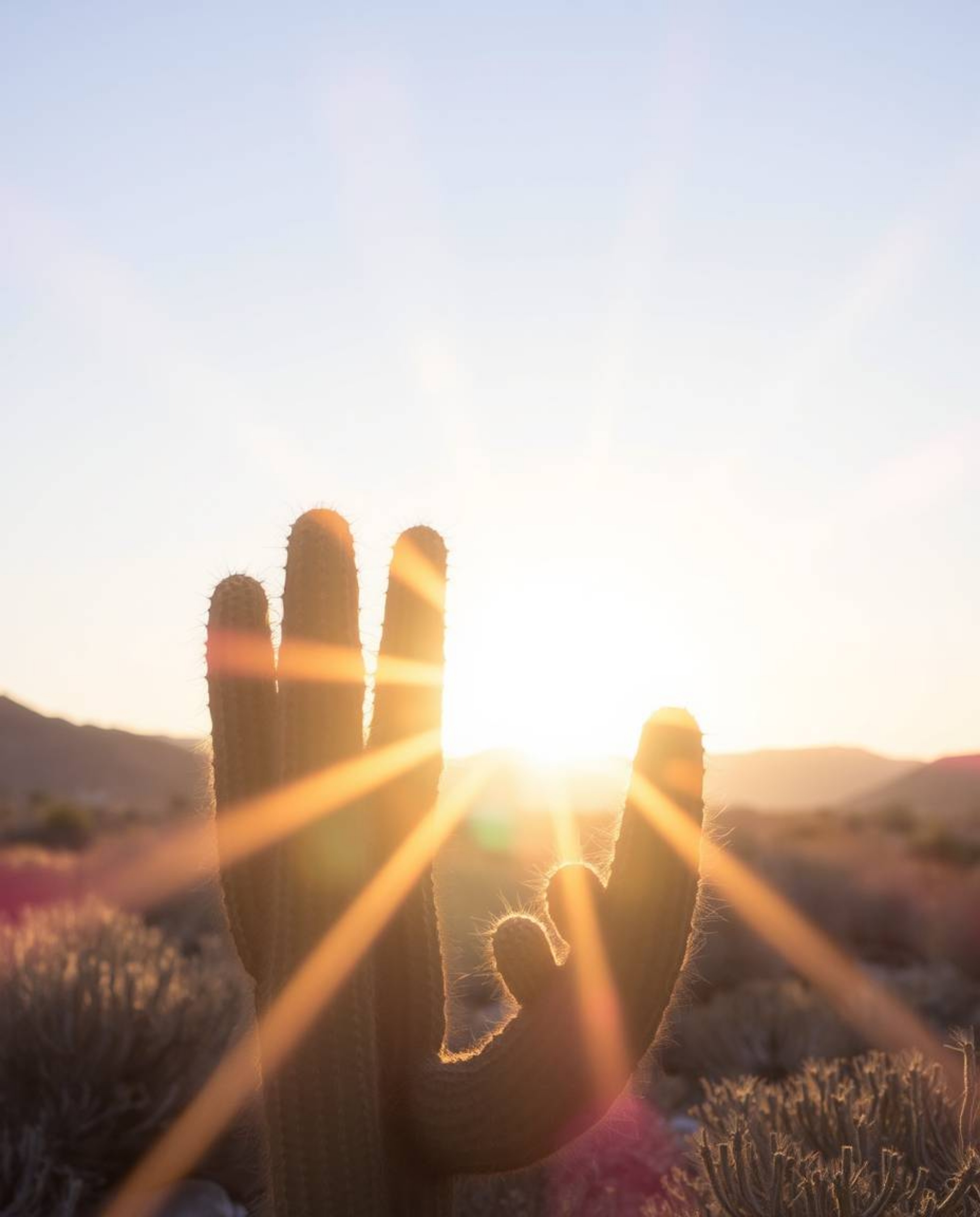 A tranquil and visually stunning scene featuring a desert cactus glowing in the setting sun, rendered in soft pastel colors. 
