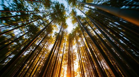 Capture the serene beauty of a bamboo forest at sunset with long exposure photography. This collection showcases low-angle pe