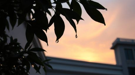 This architectural photograph captures the stunning beauty of a sunset reflecting in raindrops clinging to leaves.  The image