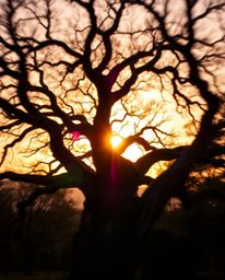 A dynamic, vibrant photograph depicting a sunset behind an old oak tree with twisted branches using complimentary colors, bal
