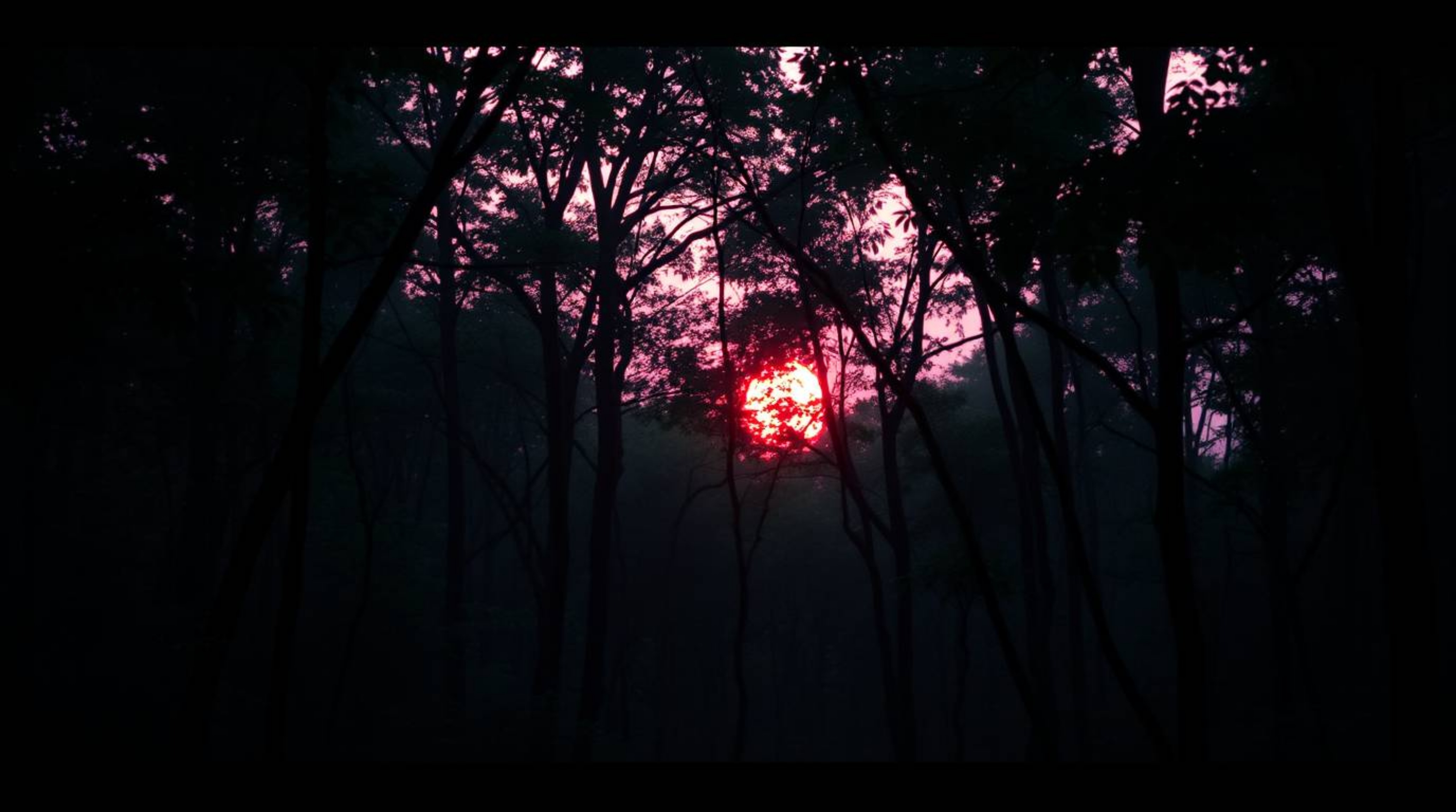 Experience the tranquility of a soft pastel sunset illuminating a dense forest.  Gentle and soothing, this image captures the