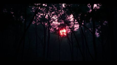 Experience the tranquility of a soft pastel sunset illuminating a dense forest.  Gentle and soothing, this image captures the
