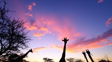 A captivating high-angle photograph captures the breathtaking beauty of a savanna sunset.  Silhouetted giraffes stand majesti