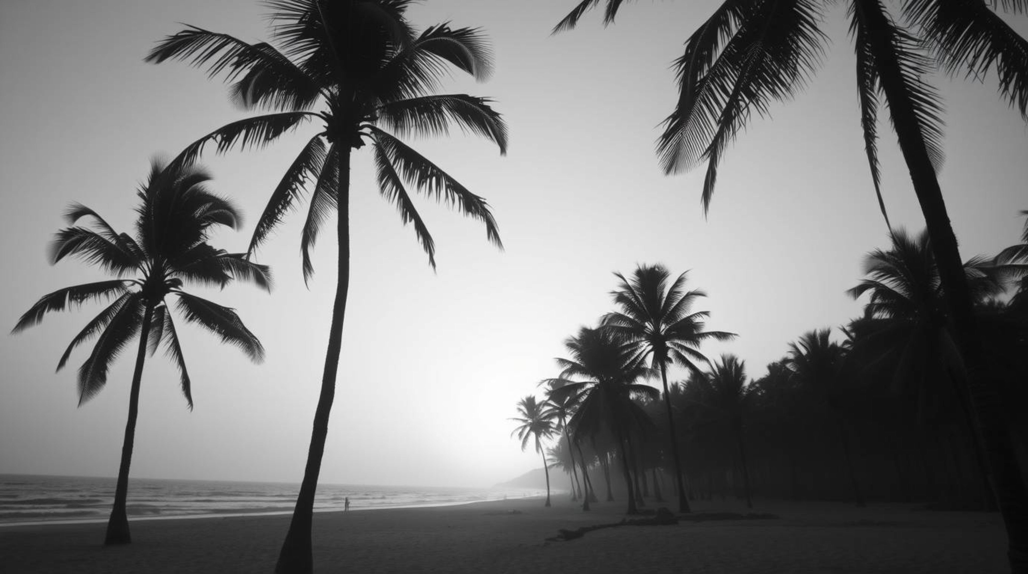 Experience the timeless elegance of a tropical beach sunset captured in classic black and white. Gentle palm trees sway under