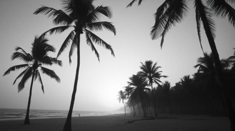 Experience the timeless elegance of a tropical beach sunset captured in classic black and white. Gentle palm trees sway under