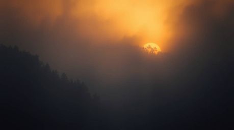 Capture the ethereal beauty of a misty forest bathed in the warm glow of the golden hour. This image showcases a moody, low-c