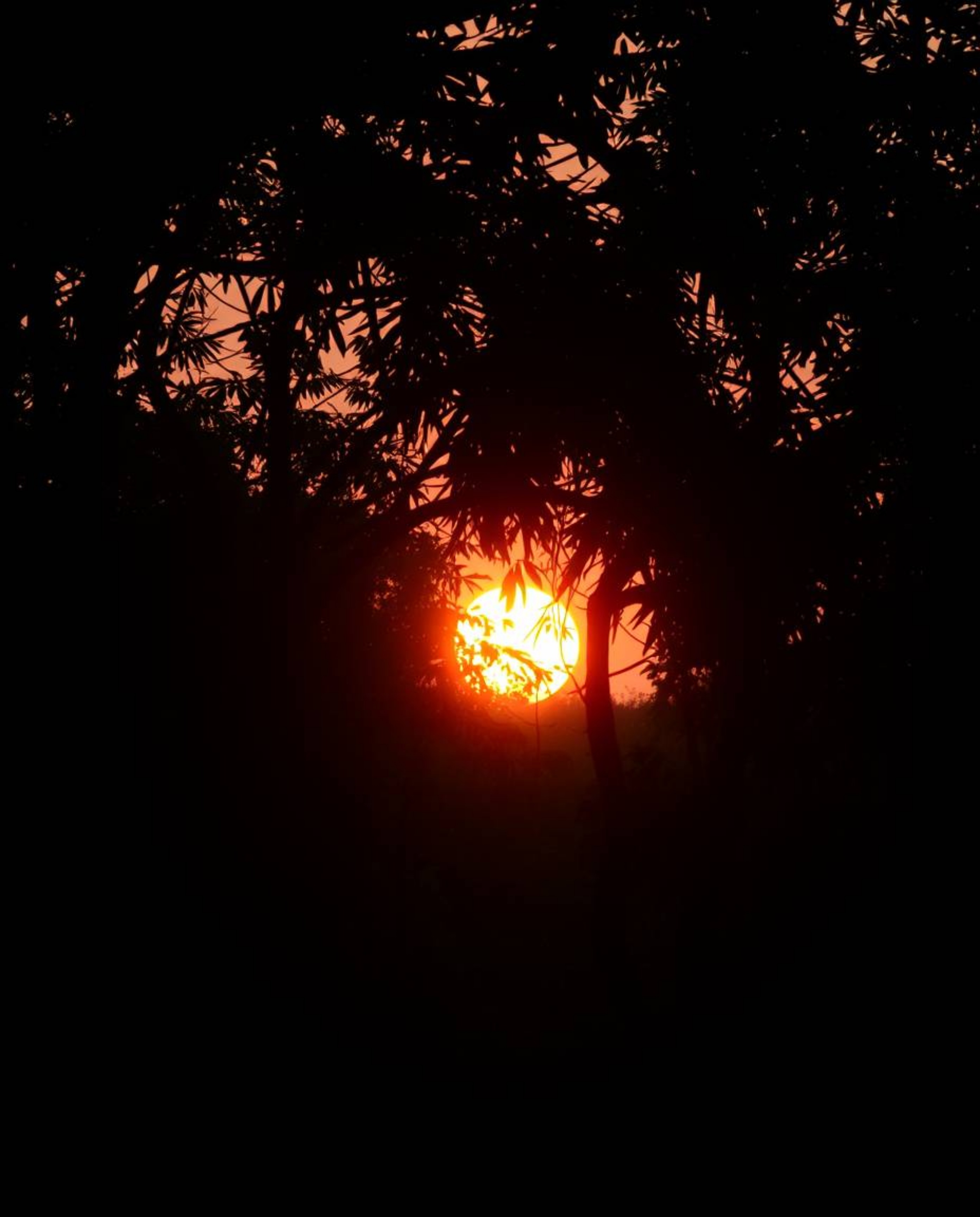 A photograph depicting a sunset seen through a dense jungle canopy, distinguished by its warm, candlelight-like natural earth