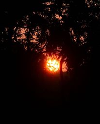 A photograph depicting a sunset seen through a dense jungle canopy, distinguished by its warm, candlelight-like natural earth