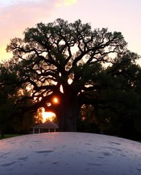 A striking depiction of a sunset behind an old oak tree, uniquely presented with a cast bronze surface texture. This artwork 