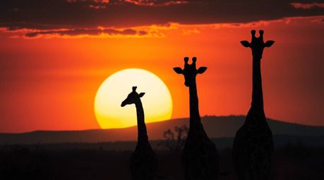 Experience the beauty of an African sunset over the savanna with this elegant image.  Silhouetted giraffes stand gracefully a