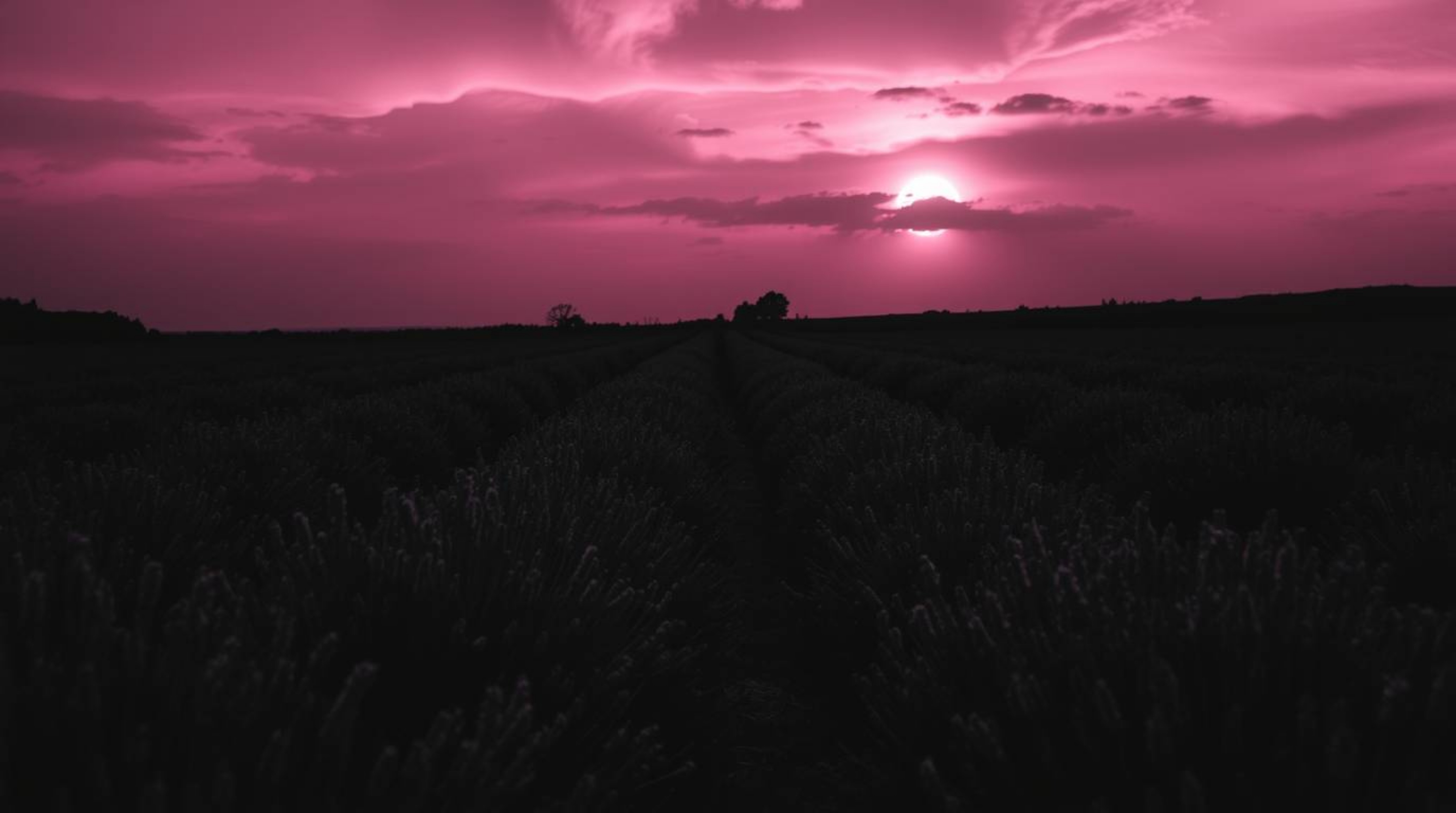 Immerse yourself in a classic black and white image with an eerie and creepy atmosphere, where lavender fields glow under a d