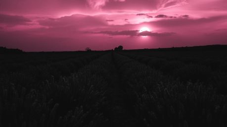 Immerse yourself in a classic black and white image with an eerie and creepy atmosphere, where lavender fields glow under a d