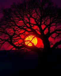 A creative light art piece depicting a sunset behind an old oak tree with twisted branches, using rich burgundy and deep blue