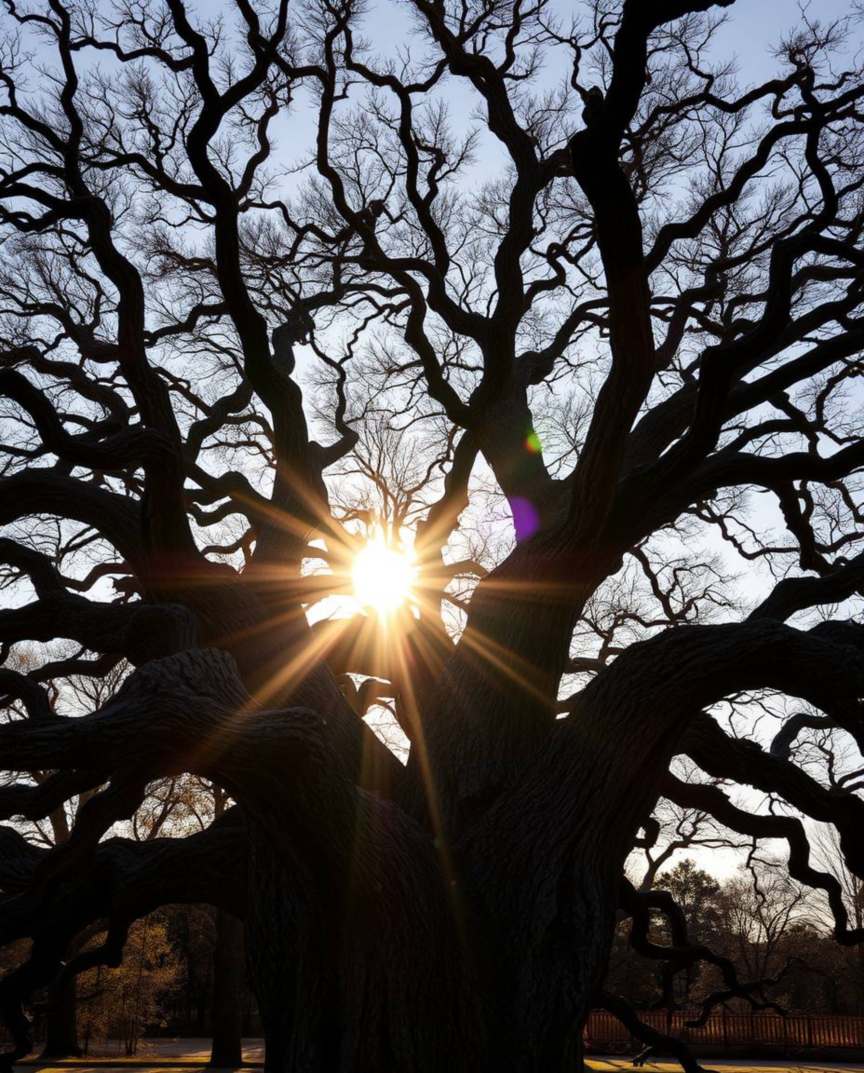 Precise architectural color photography of a sunset behind an old oak tree with twisted branches, featuring sharp lines, deta
