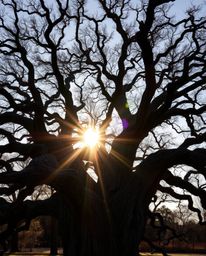 Precise architectural color photography of a sunset behind an old oak tree with twisted branches, featuring sharp lines, deta