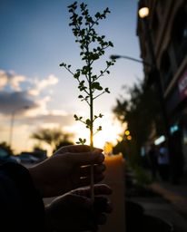 Capture the spontaneous beauty of candid street photography. This image depicts hands planting a tree under a breathtaking go