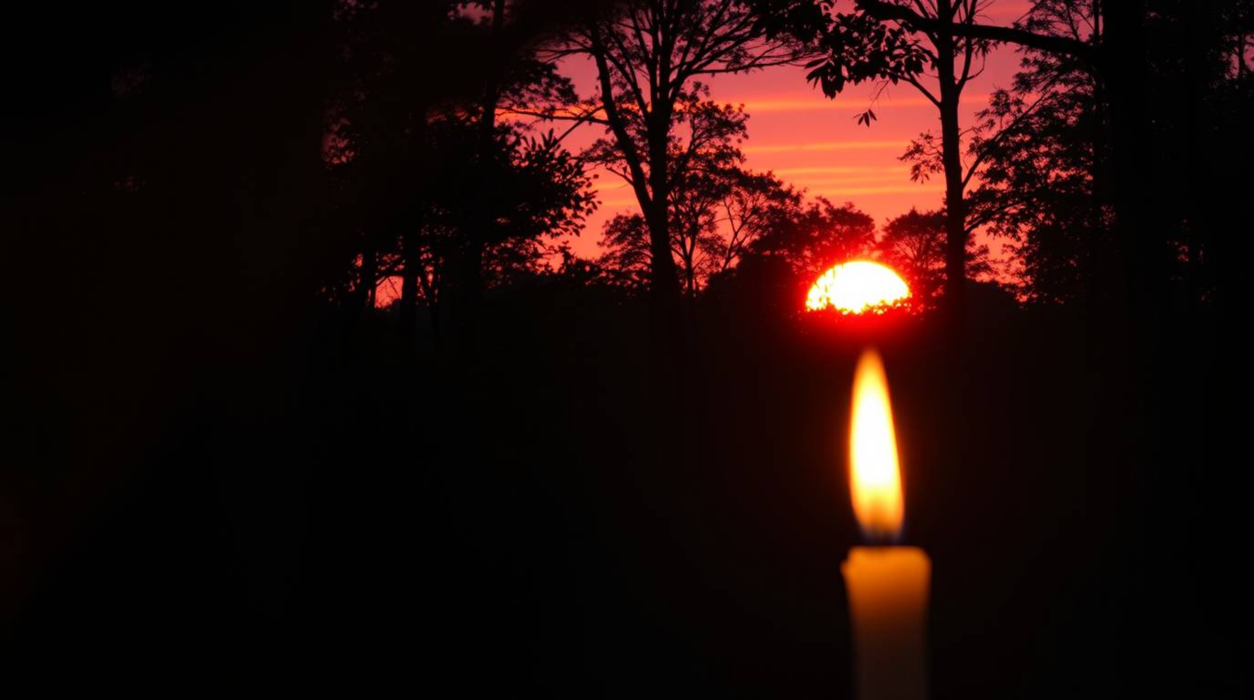 Experience the mesmerizing beauty of nature with electric sunset light filtering through a dense forest.  Imagine the scene f