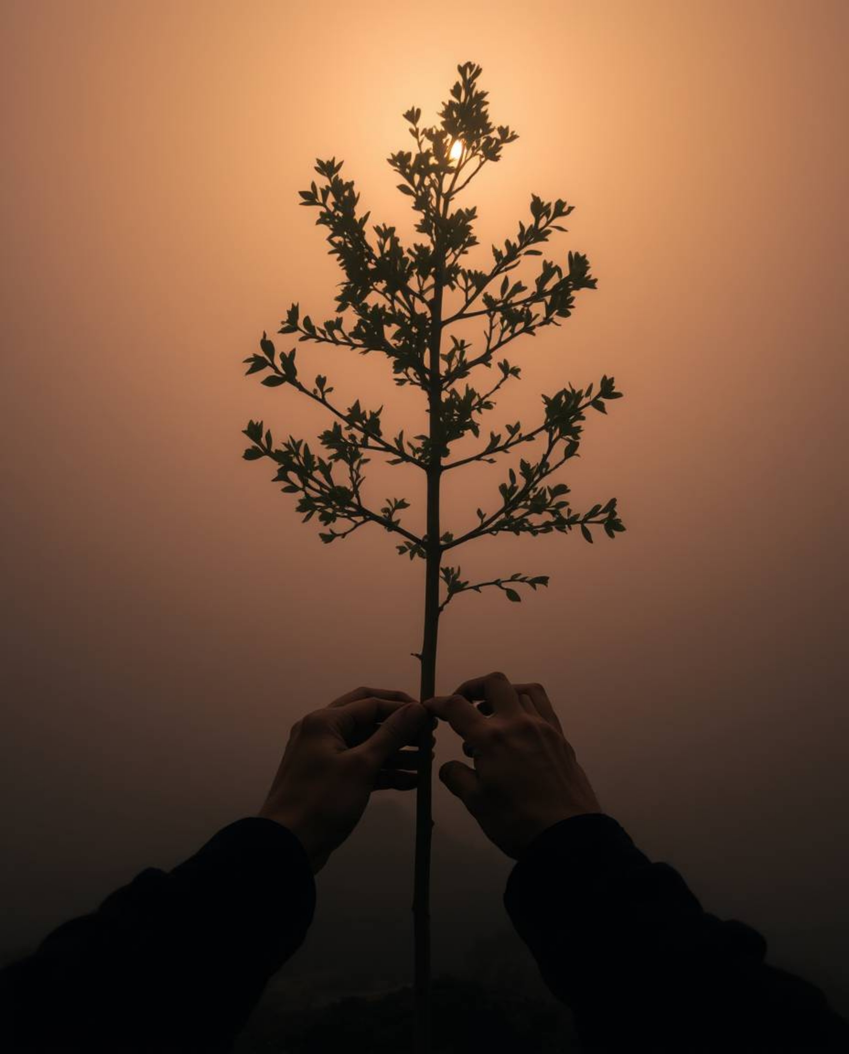 A captivating image depicting hands planting a tree under a breathtaking golden sky.  The scene is shrouded in thick fog, cre