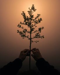 A captivating image depicting hands planting a tree under a breathtaking golden sky.  The scene is shrouded in thick fog, cre