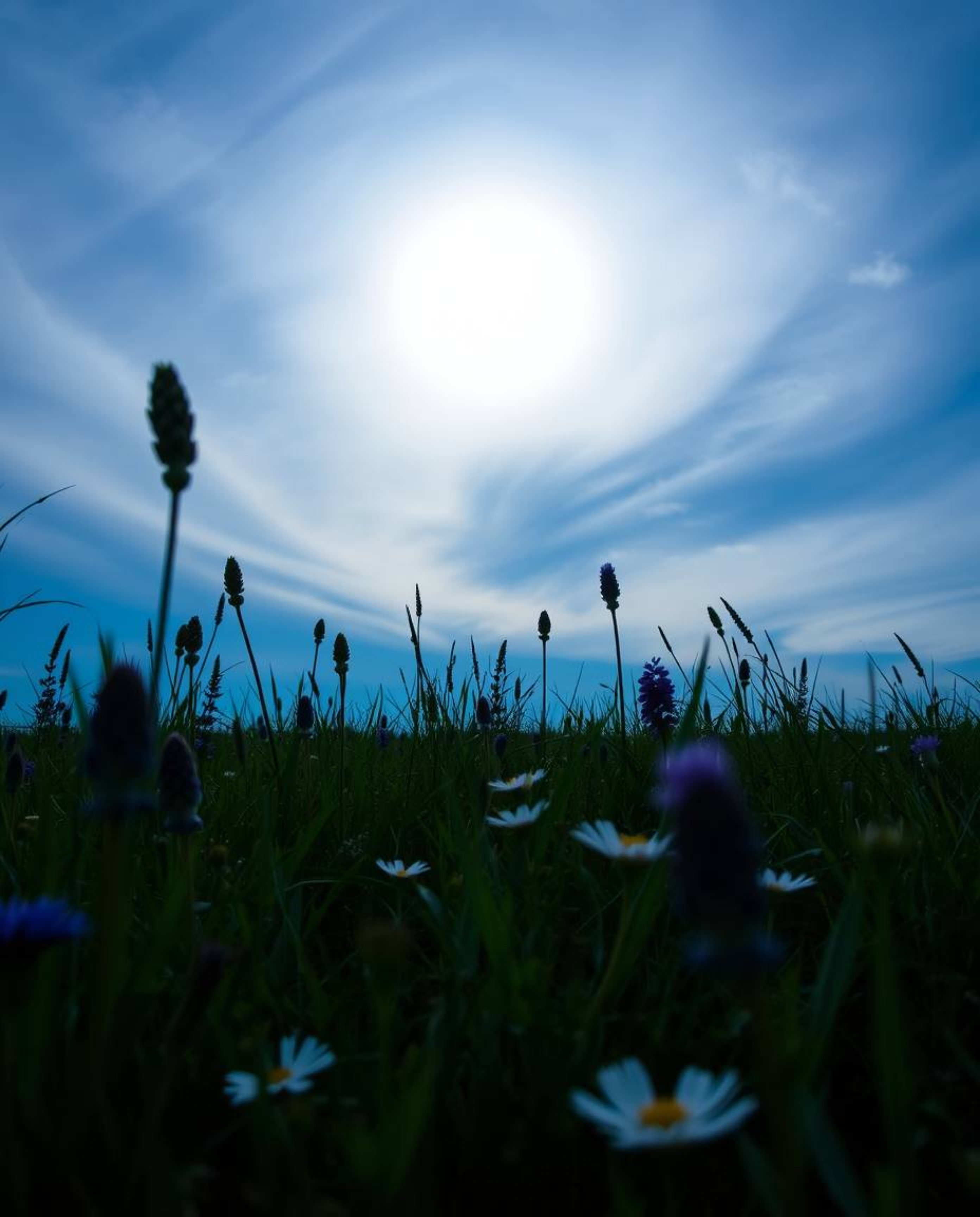 A dramatic photograph capturing a sunset over a spring wildflower meadow from a striking low-angle perspective. This upward v