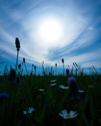 A dramatic photograph capturing a sunset over a spring wildflower meadow from a striking low-angle perspective. This upward v