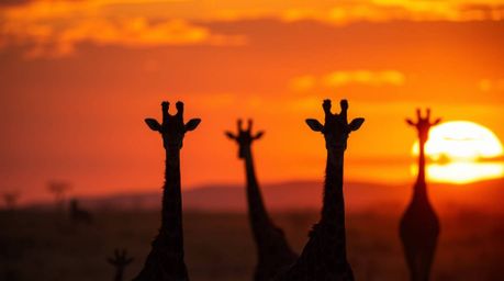 Experience the magic of the savanna at sunset with this stunning image. Silhouetted giraffes stand gracefully against a blurr