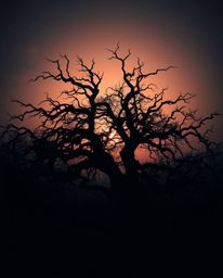 A cinematic depiction of a sunset behind an old oak tree with twisted branches. This image creates an eerie and creepy atmosp