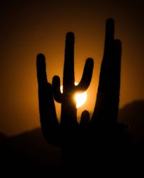 A silhouetted desert cactus glows in the last rays of the sun, creating an eerie atmosphere. The scene is defined by dramatic