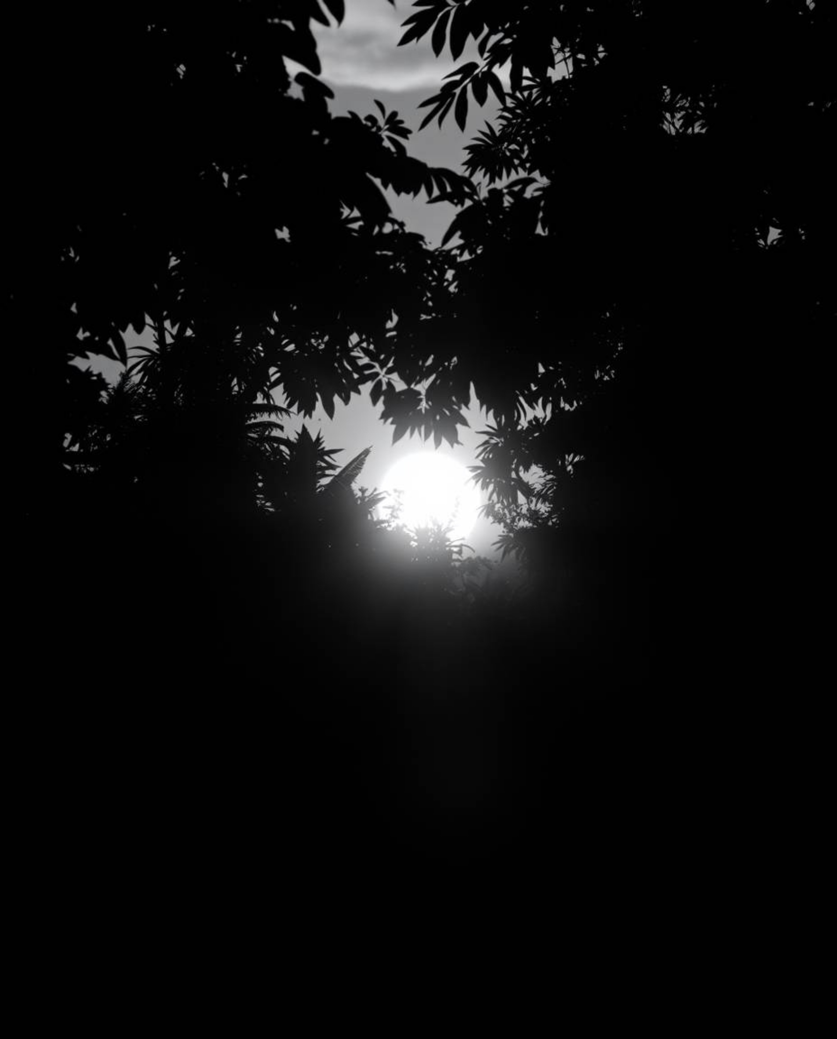 A classic black and white photograph of a sunset viewed through a dense jungle canopy. This piece focuses on the interplay of