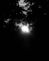 A classic black and white photograph of a sunset viewed through a dense jungle canopy. This piece focuses on the interplay of