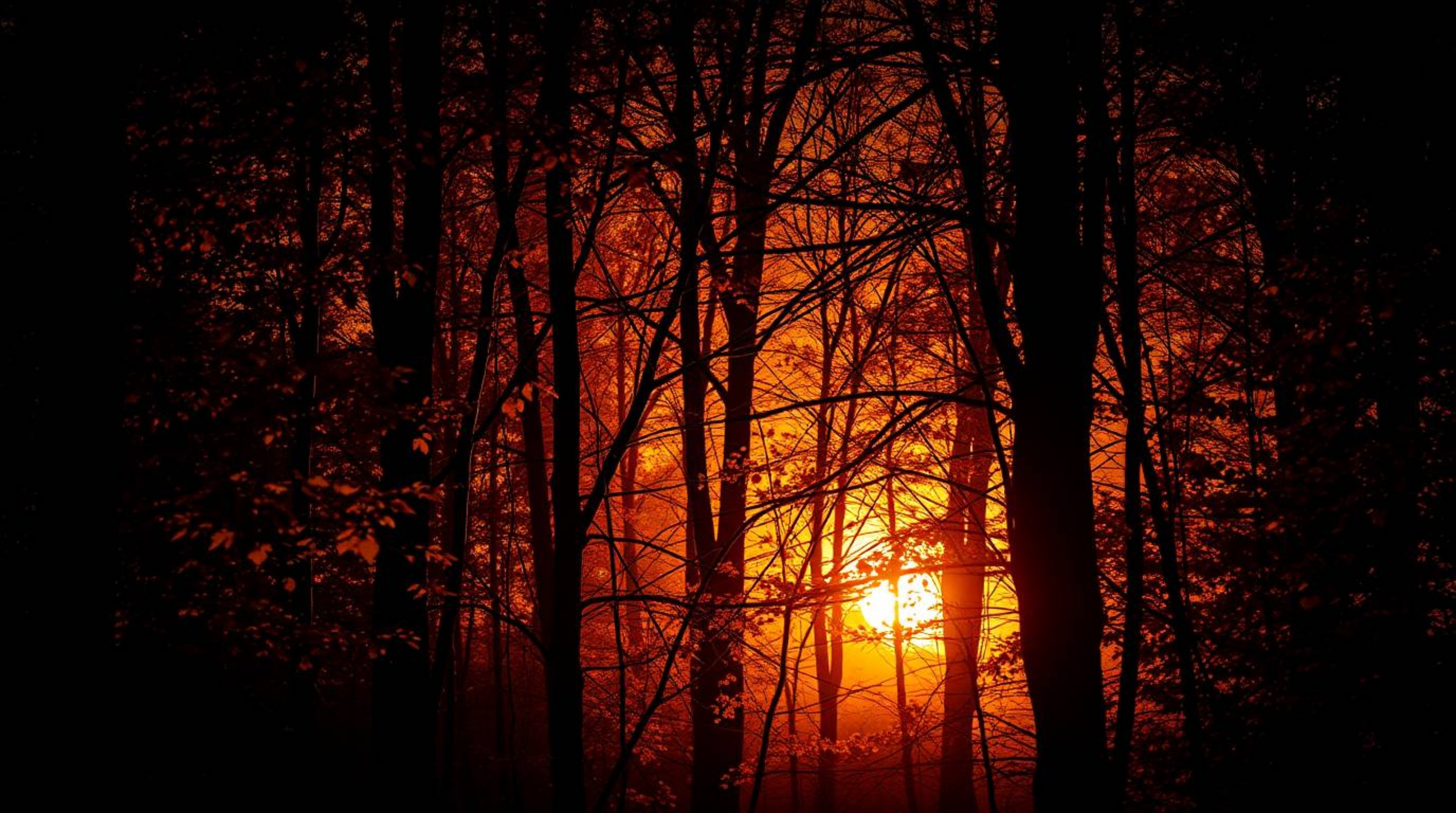 Experience the mesmerizing beauty of an autumn forest in this visually stunning collection. Featuring high-contrast, low-key 