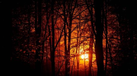 Experience the mesmerizing beauty of an autumn forest in this visually stunning collection. Featuring high-contrast, low-key 