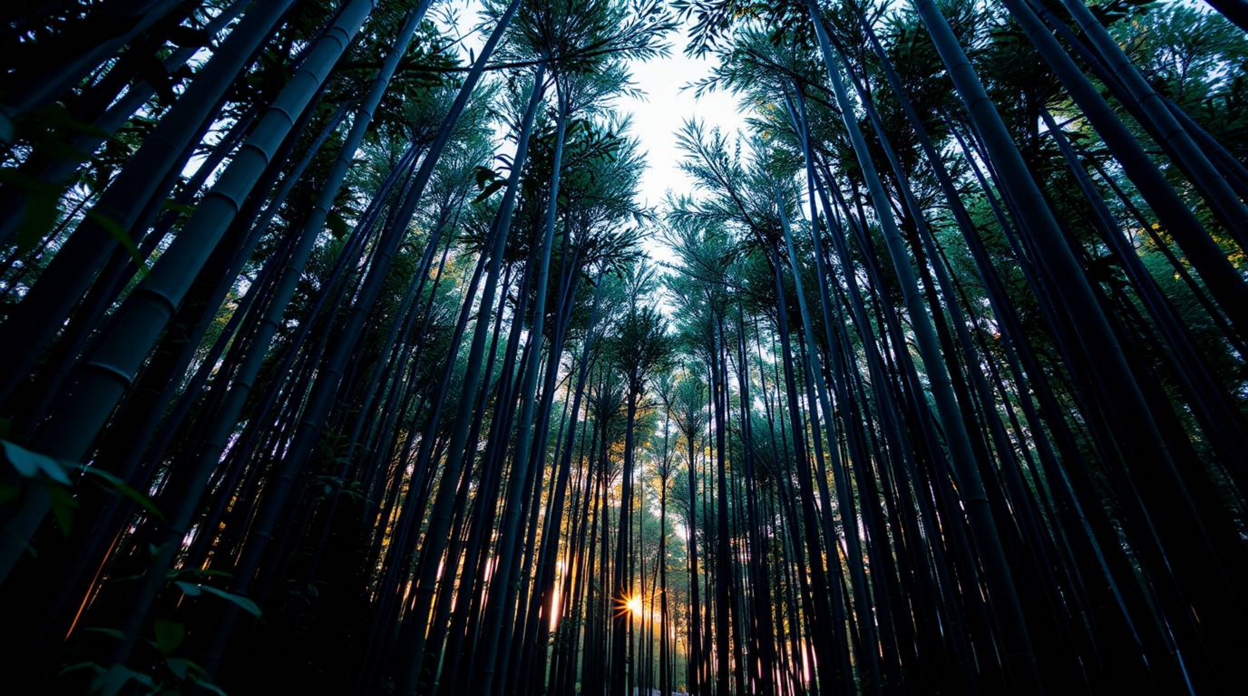 Capture the serene beauty of a bamboo forest at sunset from a high-angle perspective. Bathed in warm light, the scene reveals