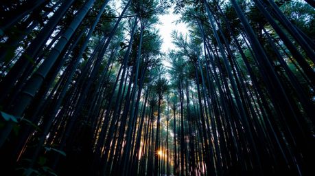 Capture the serene beauty of a bamboo forest at sunset from a high-angle perspective. Bathed in warm light, the scene reveals