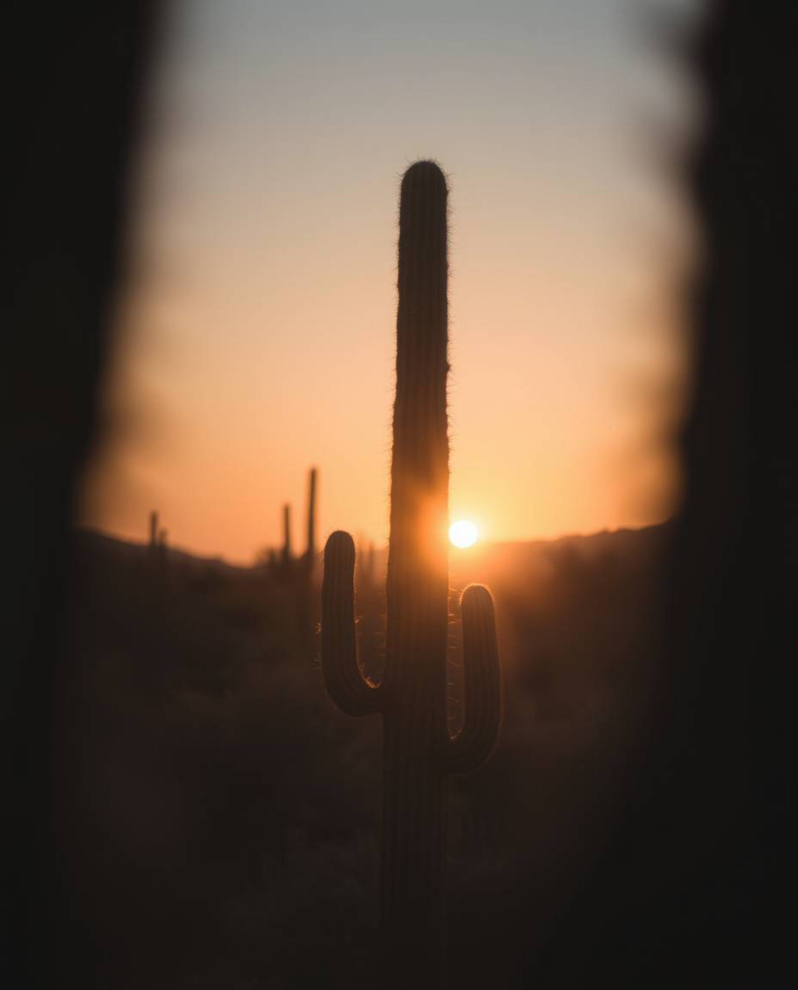A soft cinematic haze envelops a desert cactus glowing in the last rays of the sun. The scene is rendered with a soft focus a