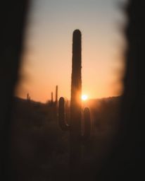 A soft cinematic haze envelops a desert cactus glowing in the last rays of the sun. The scene is rendered with a soft focus a