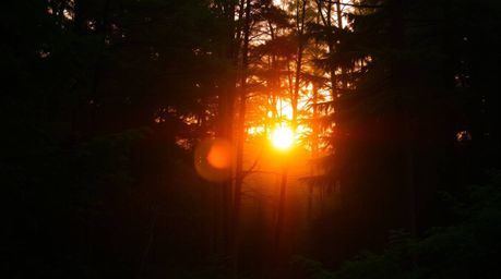 A stunning high-resolution stock photo captures the breathtaking beauty of sunset light filtering through a dense forest.  Th