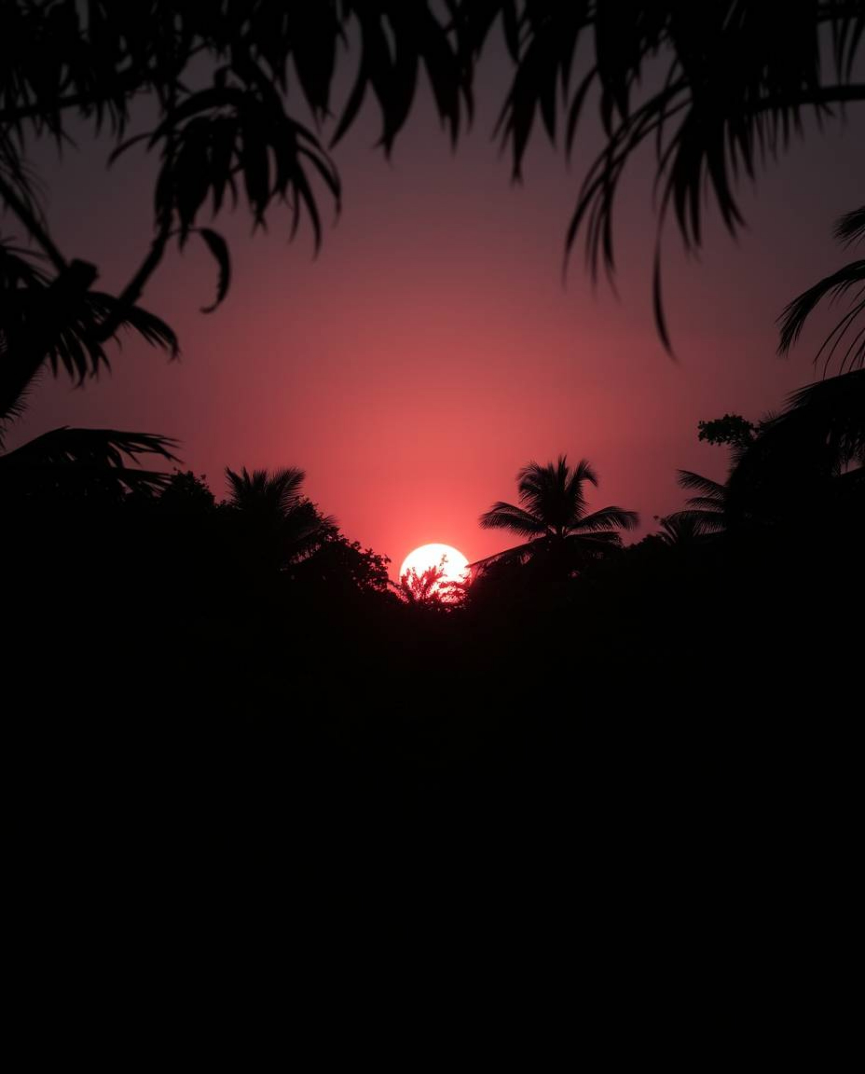 A surreal, high-contrast, low-key image capturing a sunset through a dense jungle canopy. This piece emphasizes deep shadows 